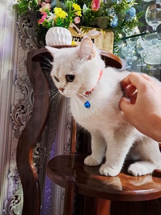 Золотая серебристая шиншилла