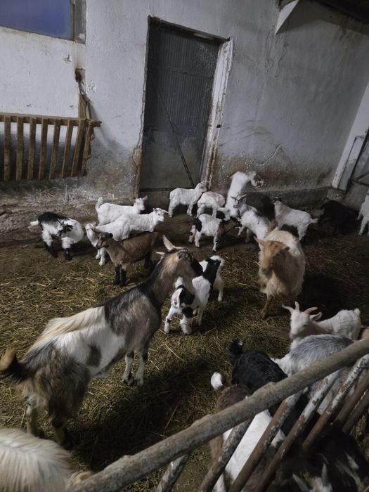 Vînd iezi pt sacrificați și ținut