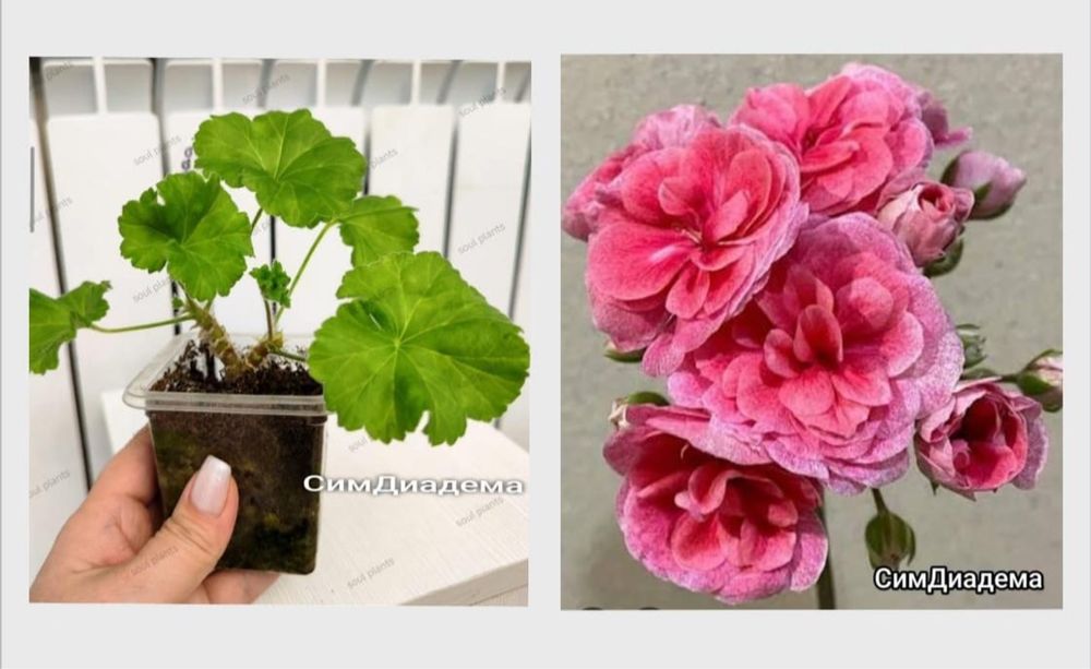 Продам герань , разная