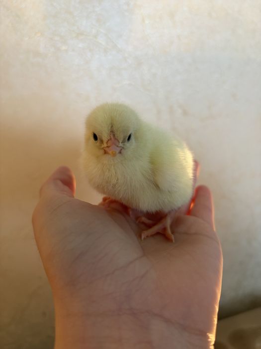 Бройлеры суточные