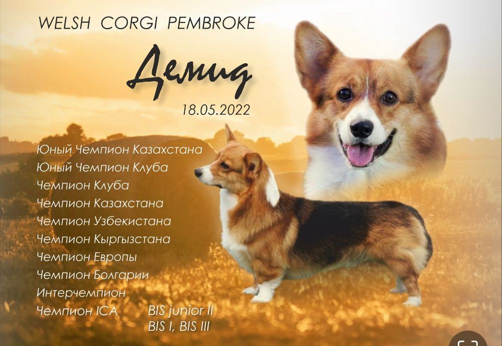 Шикарные щенки Корги.