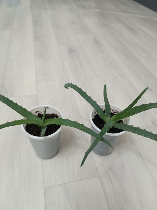 Алоэ продам недорого !