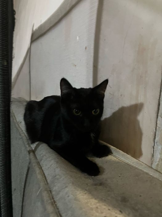 Кот/кошка бесплатно