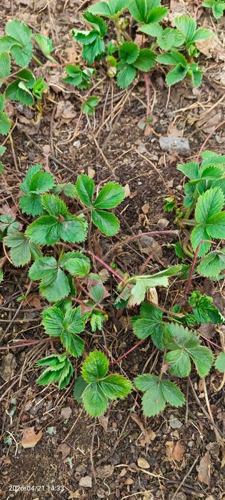 Рассада клубники. Сорт Елизавета 2. Ремонтантная.Пришахтинск