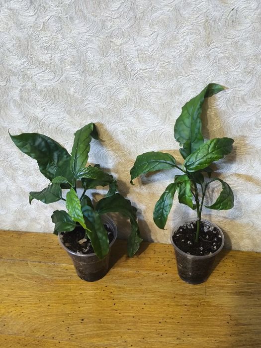 Клеродендрум Шмидта