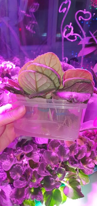 Саженцы фиалки , алоэ вера