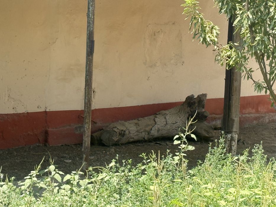 Дарахтлардан чиккан утин сотилади,яхши куриган, катта кунда хам бор