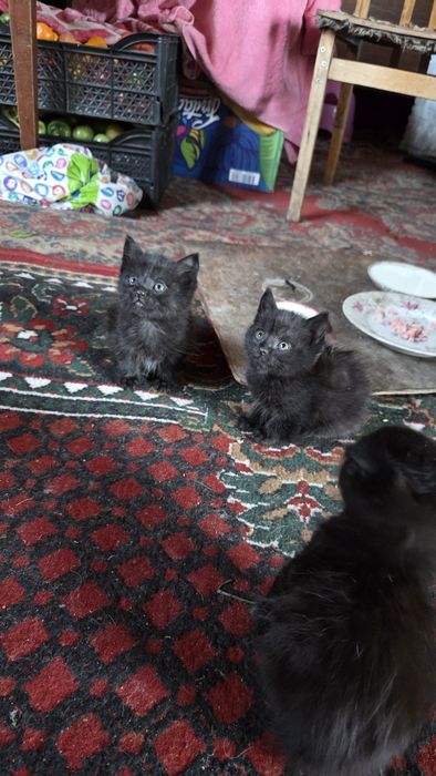 Отдам котят в добрые руки