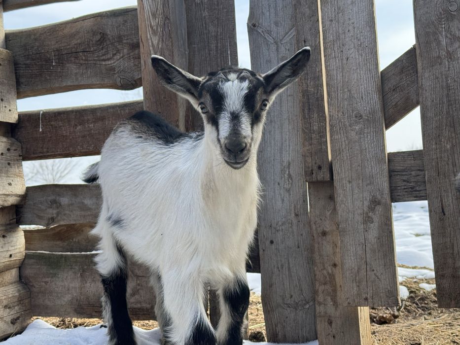 Альпийские чистопородные козлята