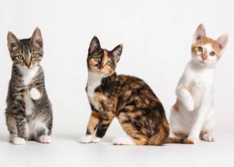 Приходите за кошкой в приют.