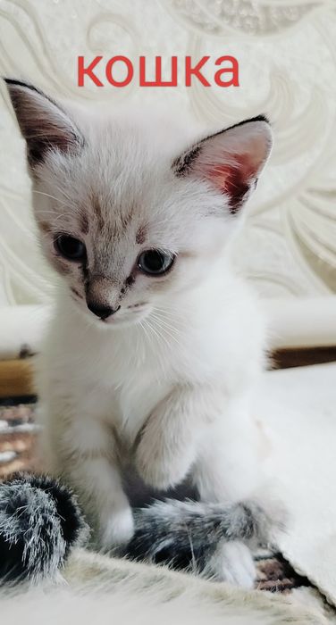 Котята ищут добрые руки