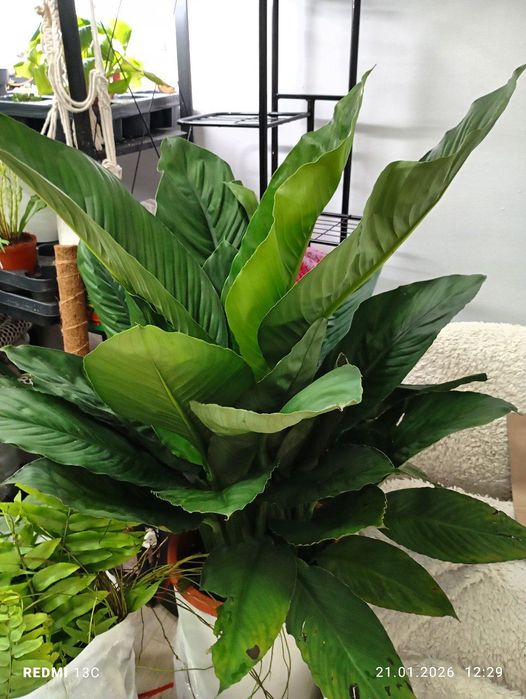 Спацифиллум сенсация