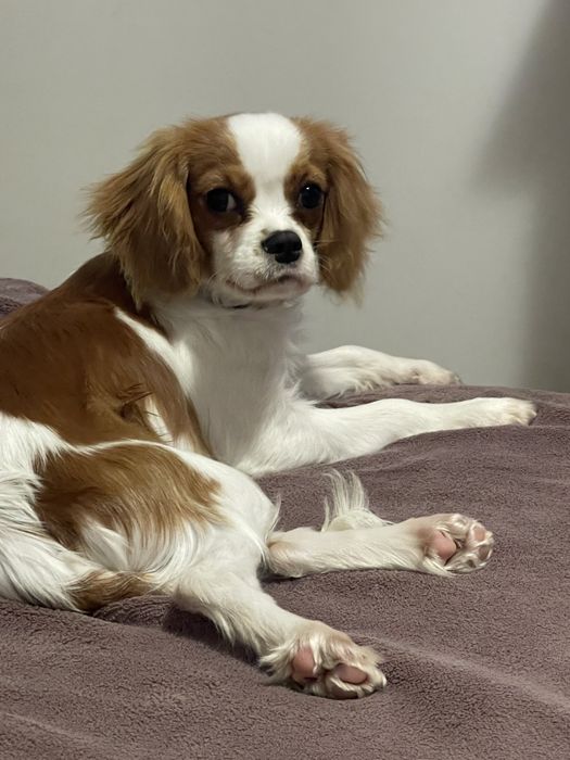 Cavalier King Charls Spaniel