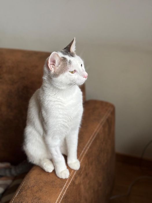 Motanel de 10 luni spre adoptie