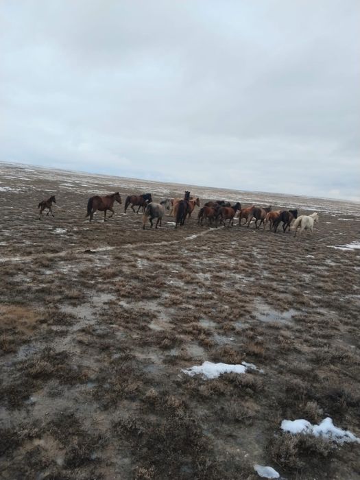 Жабагы / Жабағы аналық / Жеребята