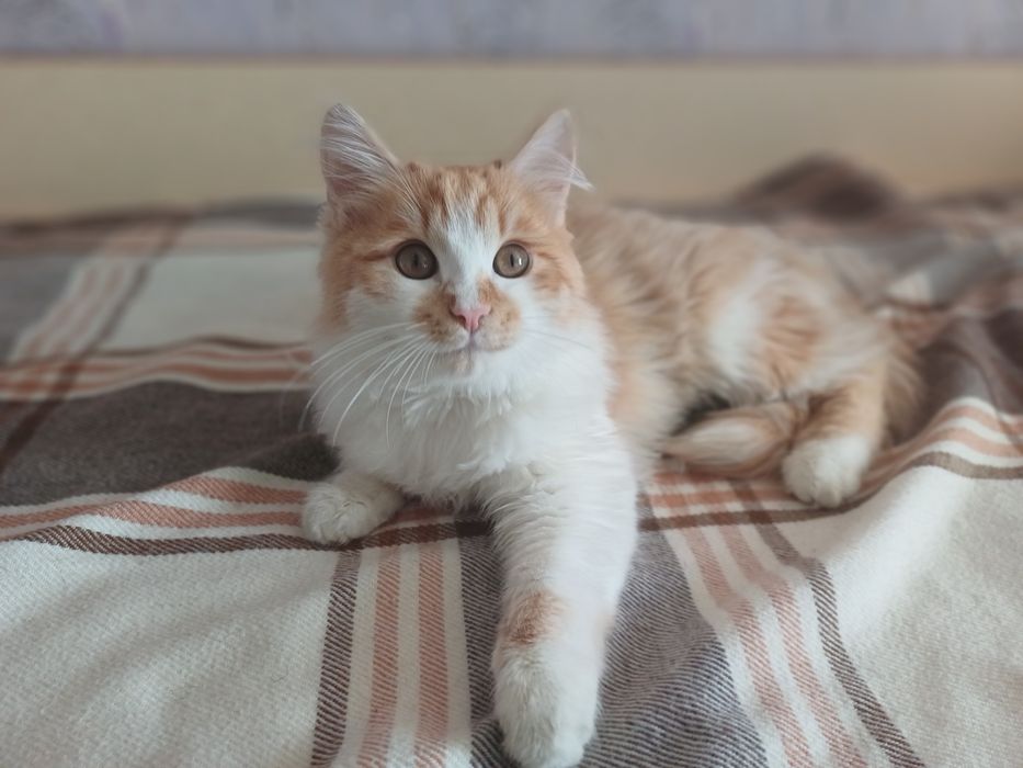 Персональное солнышко в дом (котёнок Лучик Солнышкин)