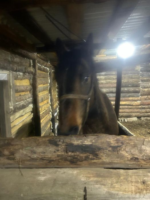 Продам лошадь бие