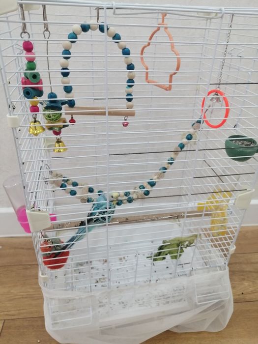 Продам попугая с клеткой