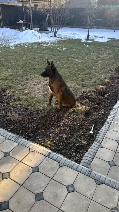 Вязка бельгийская овчарка малинуа