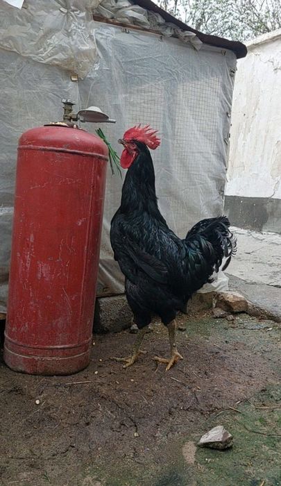 Qorashaxzoda zotdor xo'rozlar