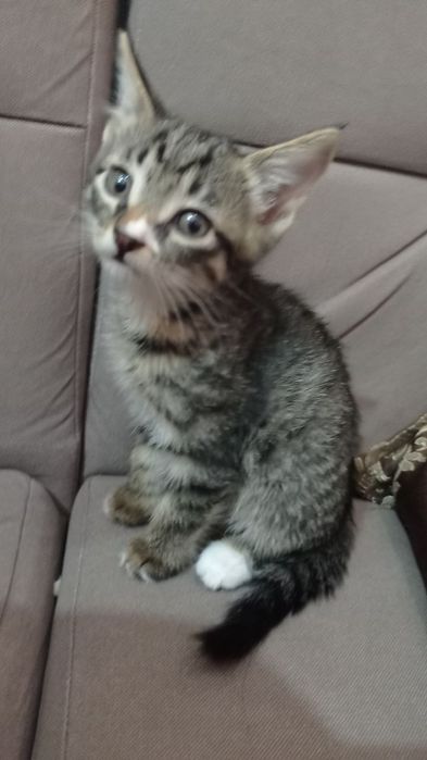 Кошка породистая