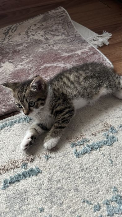 Котенок британец