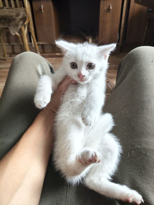 Отдам даром котят