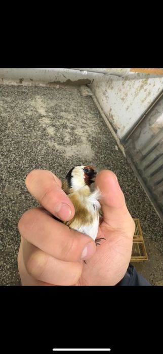 Щегол самац