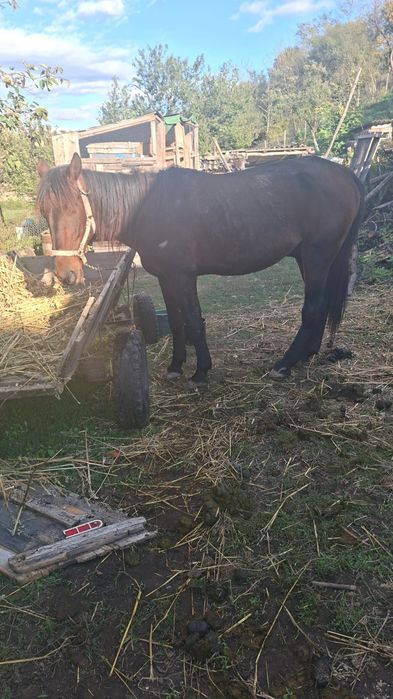 Vand cal in varsta de 9ani