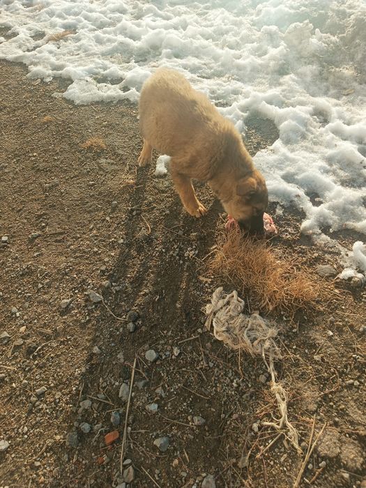 В добрые руки щенки