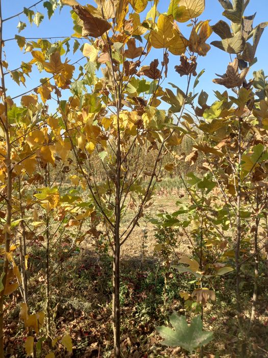 Чинор, лола дарахт, ҳар хил манзарали дарахтлар ва кўчатлар