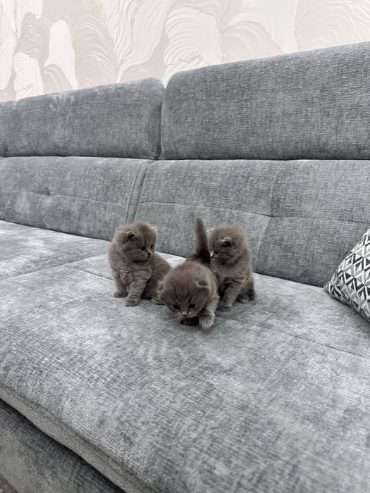Котята отправильной вязки