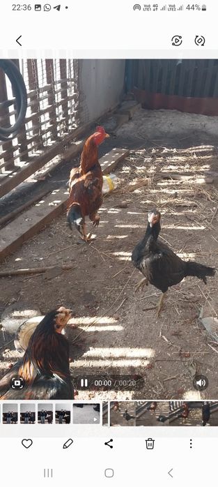 Дакан с даканкой