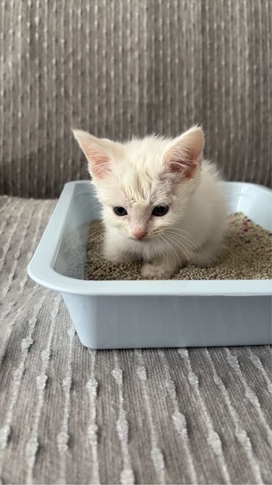 котенок 1 месяц