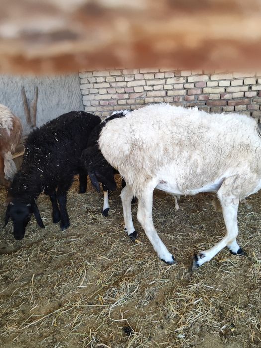 Ona bola qoylar sotiladi