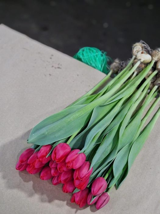 Тюльпаны к 8 марта
