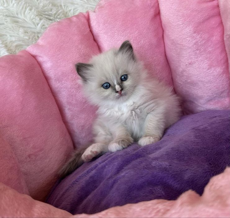 Регдол /RAGDOLL /  момиченце