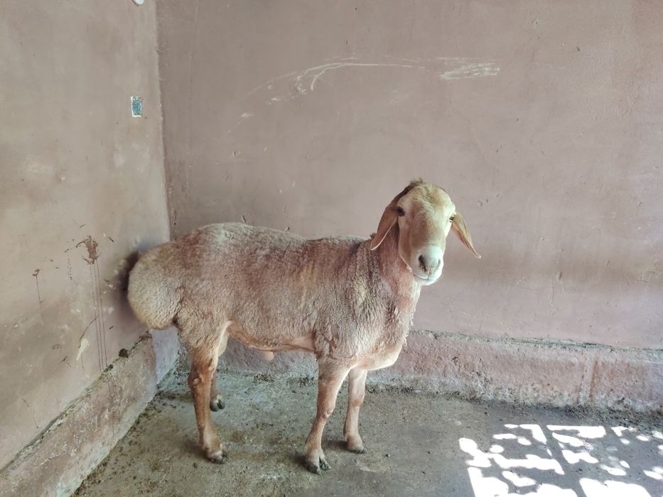 Қошқар сатылады пародалы