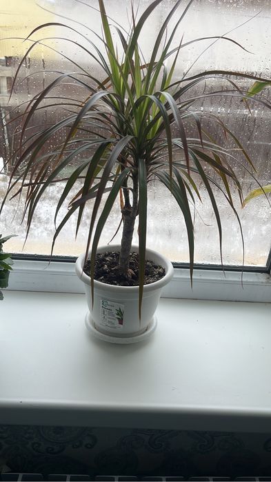 Арзан гулдер сатылады