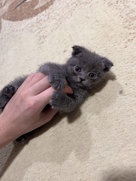 Шотландский котенок(девочка)