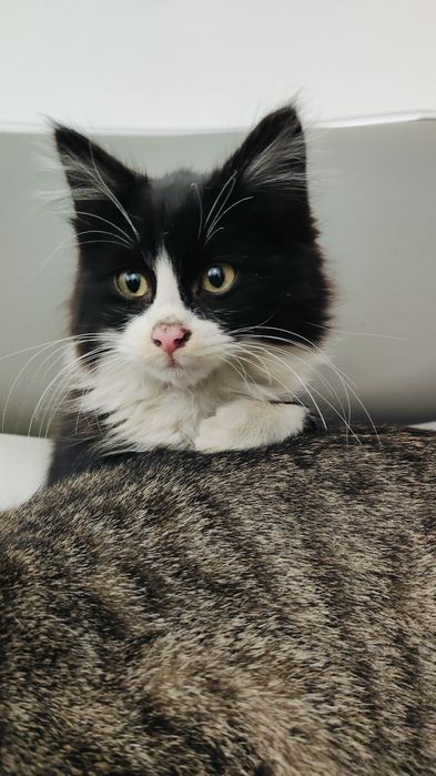 Милый котенок в добрые руки