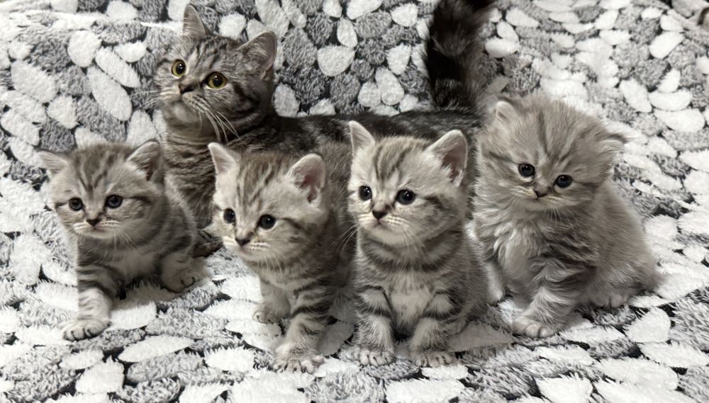 Продаются котята