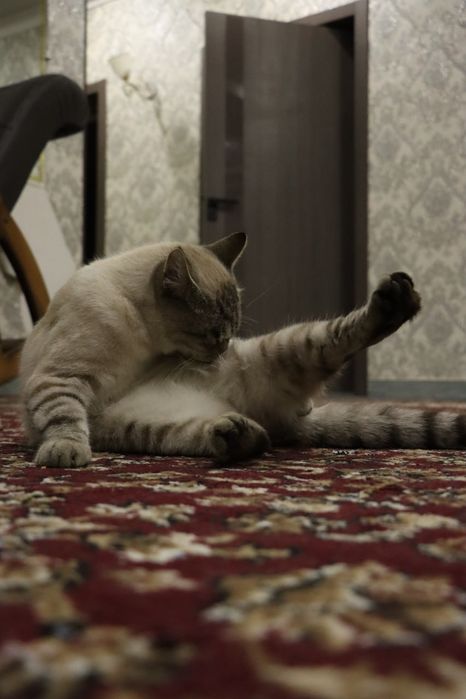 Продается Пародистие кот