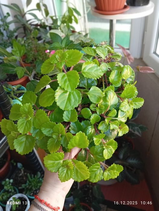 Каждый по 2500 тенге