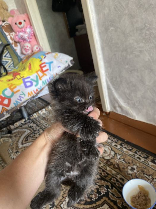 Отдам в хорошие руки
