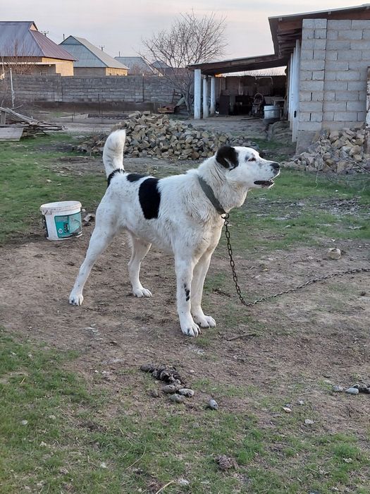 Алабайчик собака