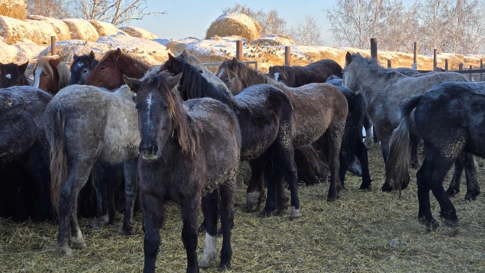 Соғым, согым, тайлар с откорма