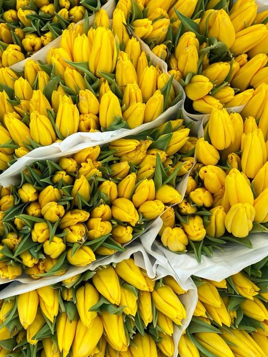 Предзаказ на тюльпаны