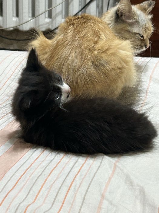 Котенок ищет новый дом