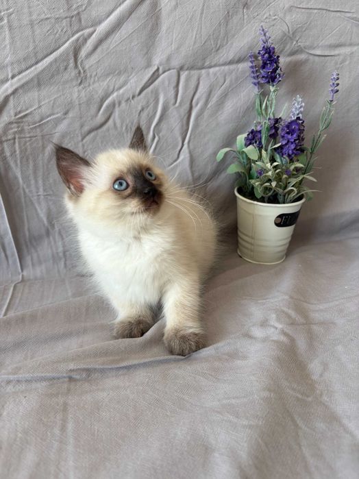 котета Рагдол-Ragdoll kittens